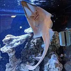 گیتار ماهی پوزه پارویی - فروشگاه اینترنتی ایران کورال