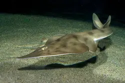 گیتار ماهی پوزه پارویی - فروشگاه اینترنتی ایران کورال