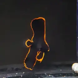 خفاش ماهی پیناتوس - فروشگاه اینترنتی ایران کورال