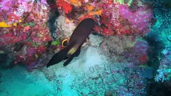 خفاش ماهی پیناتوس - فروشگاه اینترنتی ایران کورال