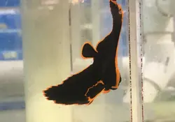 خفاش ماهی پیناتوس - فروشگاه اینترنتی ایران کورال