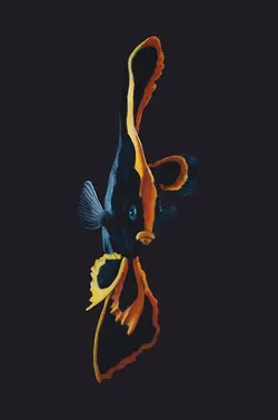 خفاش ماهی پیناتوس - فروشگاه اینترنتی ایران کورال