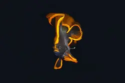 خفاش ماهی پیناتوس - فروشگاه اینترنتی ایران کورال