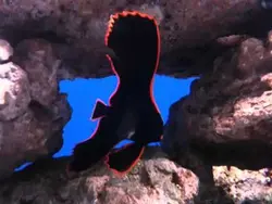 خفاش ماهی پیناتوس - فروشگاه اینترنتی ایران کورال