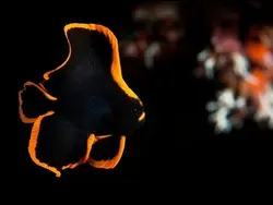 خفاش ماهی پیناتوس - فروشگاه اینترنتی ایران کورال