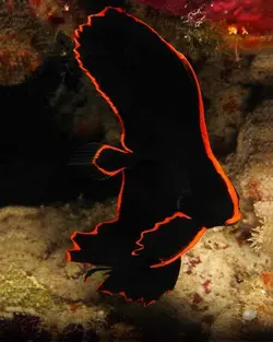 خفاش ماهی پیناتوس - فروشگاه اینترنتی ایران کورال