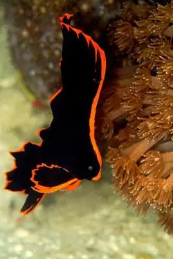 خفاش ماهی پیناتوس - فروشگاه اینترنتی ایران کورال