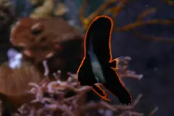 خفاش ماهی پیناتوس - فروشگاه اینترنتی ایران کورال