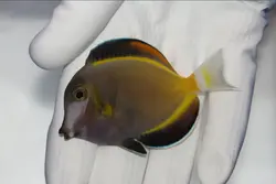 مشخصات، قیمت و خرید جراح ماهی پادر بران- 0 تا 100  جراح ماهی پادر بران