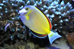 مشخصات، قیمت و خرید جراح ماهی پادر بران- 0 تا 100  جراح ماهی پادر بران