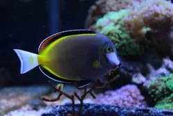 مشخصات، قیمت و خرید جراح ماهی پادر بران- 0 تا 100  جراح ماهی پادر بران