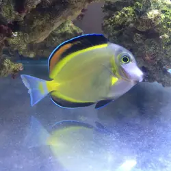 مشخصات، قیمت و خرید جراح ماهی پادر بران- 0 تا 100  جراح ماهی پادر بران