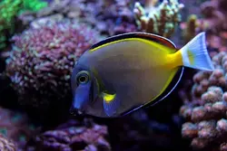 مشخصات، قیمت و خرید جراح ماهی پادر بران- 0 تا 100  جراح ماهی پادر بران