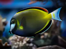 مشخصات، قیمت و خرید جراح ماهی پادر بران- 0 تا 100  جراح ماهی پادر بران