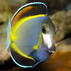 مشخصات، قیمت و خرید جراح ماهی پادر بران- 0 تا 100  جراح ماهی پادر بران