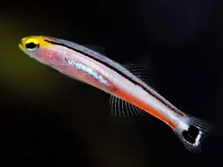 گوبی مینی دارت - فروشگاه اینترنتی ایران کورال