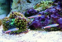 گوبی مینی دارت - فروشگاه اینترنتی ایران کورال