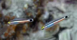 گوبی مینی دارت - فروشگاه اینترنتی ایران کورال