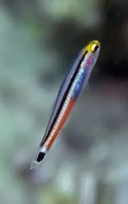 گوبی مینی دارت - فروشگاه اینترنتی ایران کورال