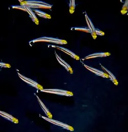 گوبی مینی دارت - فروشگاه اینترنتی ایران کورال