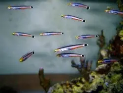 گوبی مینی دارت - فروشگاه اینترنتی ایران کورال