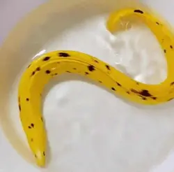 مار ماهی طلایی - فروشگاه اینترنتی ایران کورال