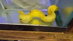 مار ماهی طلایی - فروشگاه اینترنتی ایران کورال