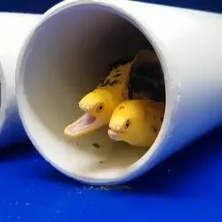 مار ماهی طلایی - فروشگاه اینترنتی ایران کورال