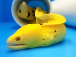 مار ماهی طلایی - فروشگاه اینترنتی ایران کورال