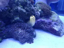 مار ماهی طلایی - فروشگاه اینترنتی ایران کورال