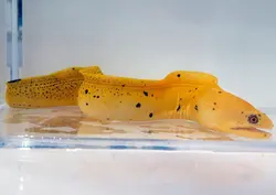 مار ماهی طلایی - فروشگاه اینترنتی ایران کورال