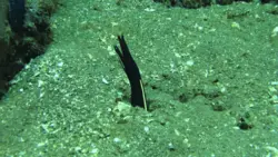 مار ماهی روبان مشکی - فروشگاه اینترنتی ایران کورال