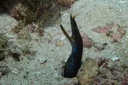 مار ماهی روبان مشکی - فروشگاه اینترنتی ایران کورال