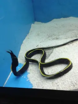 مار ماهی روبان مشکی - فروشگاه اینترنتی ایران کورال