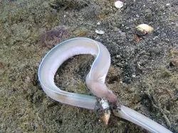 مار ماهی روبان سفید - فروشگاه اینترنتی ایران کورال