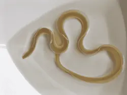 مار ماهی روبان سفید - فروشگاه اینترنتی ایران کورال