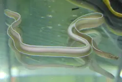 مار ماهی روبان سفید - فروشگاه اینترنتی ایران کورال