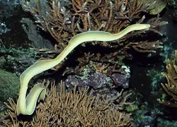 مار ماهی روبان سفید - فروشگاه اینترنتی ایران کورال