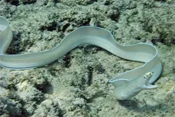 مار ماهی روبان سفید - فروشگاه اینترنتی ایران کورال