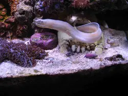 مار ماهی روبان سفید - فروشگاه اینترنتی ایران کورال