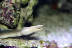 مار ماهی روبان سفید - فروشگاه اینترنتی ایران کورال