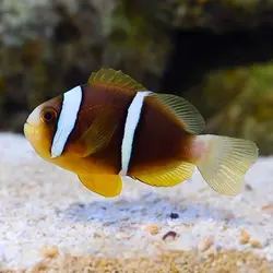 دلقک ماهی کلارکی نوار آبی - فروشگاه اینترنتی ایران کورال