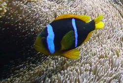 دلقک ماهی کلارکی نوار آبی - فروشگاه اینترنتی ایران کورال