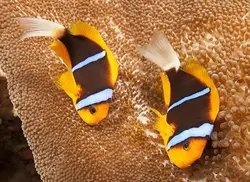 دلقک ماهی کلارکی نوار آبی - فروشگاه اینترنتی ایران کورال