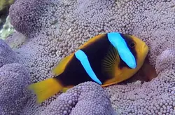 دلقک ماهی کلارکی نوار آبی - فروشگاه اینترنتی ایران کورال