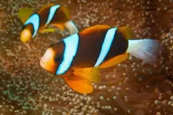 دلقک ماهی کلارکی نوار آبی - فروشگاه اینترنتی ایران کورال