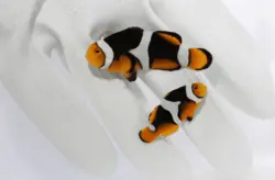 دلقک ماهی پرکولا اونیکس - فروشگاه اینترنتی ایران کورال