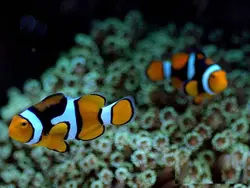 دلقک ماهی پرکولا اونیکس - فروشگاه اینترنتی ایران کورال