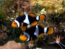 دلقک ماهی پرکولا اونیکس - فروشگاه اینترنتی ایران کورال