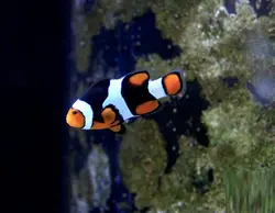 دلقک ماهی پرکولا اونیکس - فروشگاه اینترنتی ایران کورال